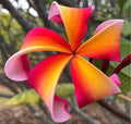 Rooted Plumeria Plant Cutting - Teresa Wilder - 13" with 1 Tip - Frangipani (Plumeria spp.)