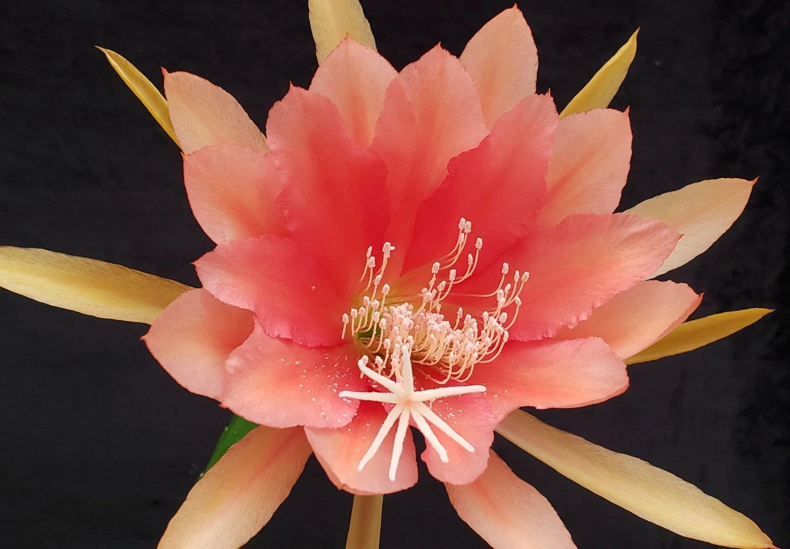 Epiphyllum 'Jan Killian' Unrooted Cutting - Rare Orchid Cactus - Tropical Houseplant Cutting - Unique Succulent Variety