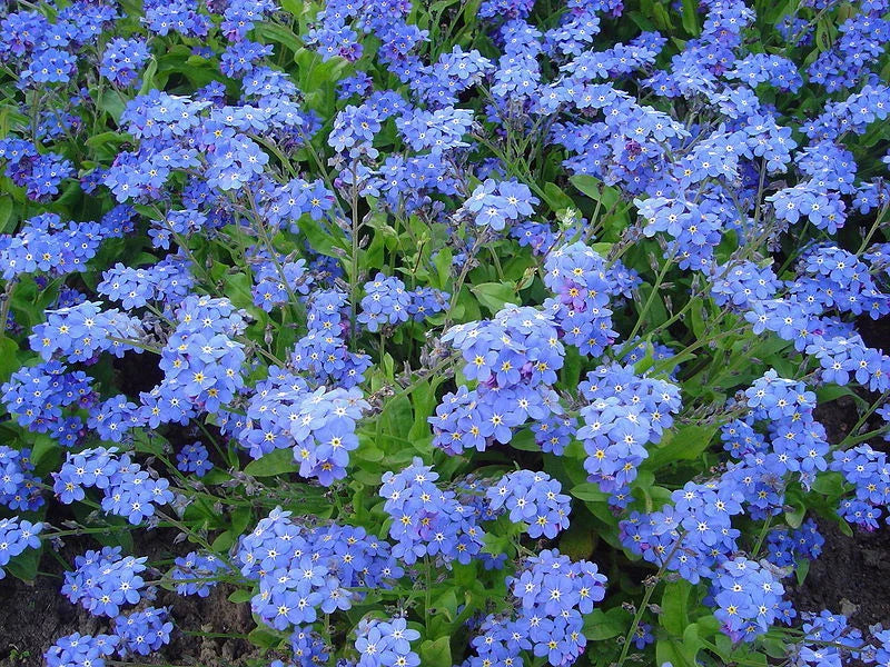 Forget Me Not Seeds - Myosotis Victoria Indigo Blue - 50 Fresh Seeds - Free Shipping