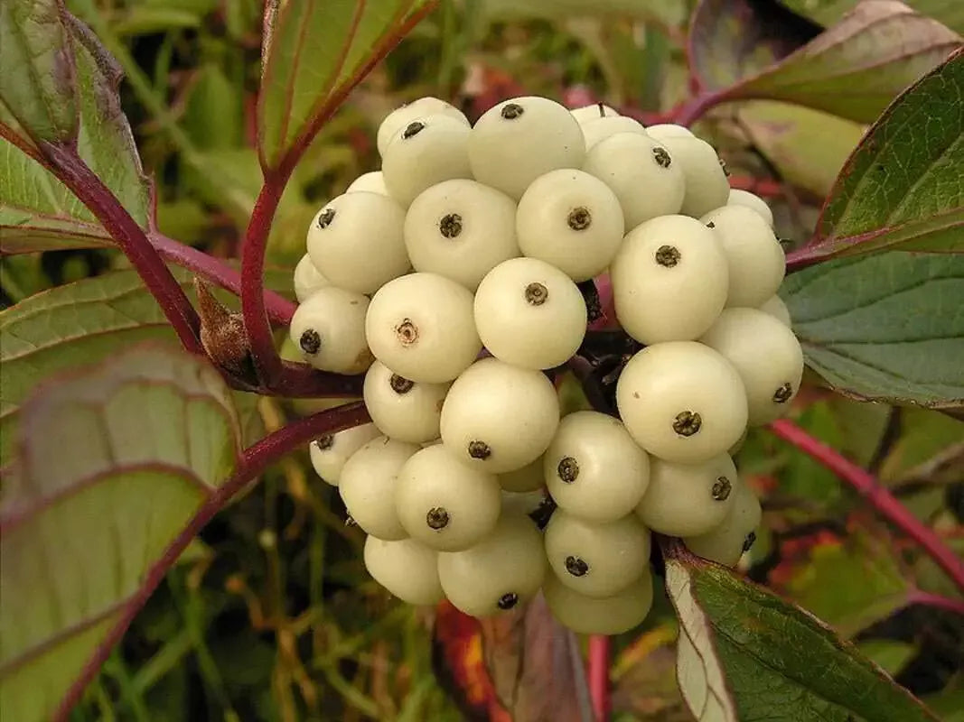 Siberian Dogwood Seeds 50 Count - Cornus alba Tatarian Dogwood for Planting