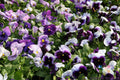 Delta Beaconsfield Pansy Seeds - 200+ Pack - Viola - Garden Flowers - USA