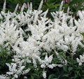 Astilbe Gladstone Bare Root Divisions 40 Count - Pink Flowering Perennial Plant - Astilbe spp.