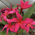 Rooted Plumeria Cutting - Fuchsia Queen - Plumeria rubra - 18" with 2 Tips - Tropical Plant for Home Decor
