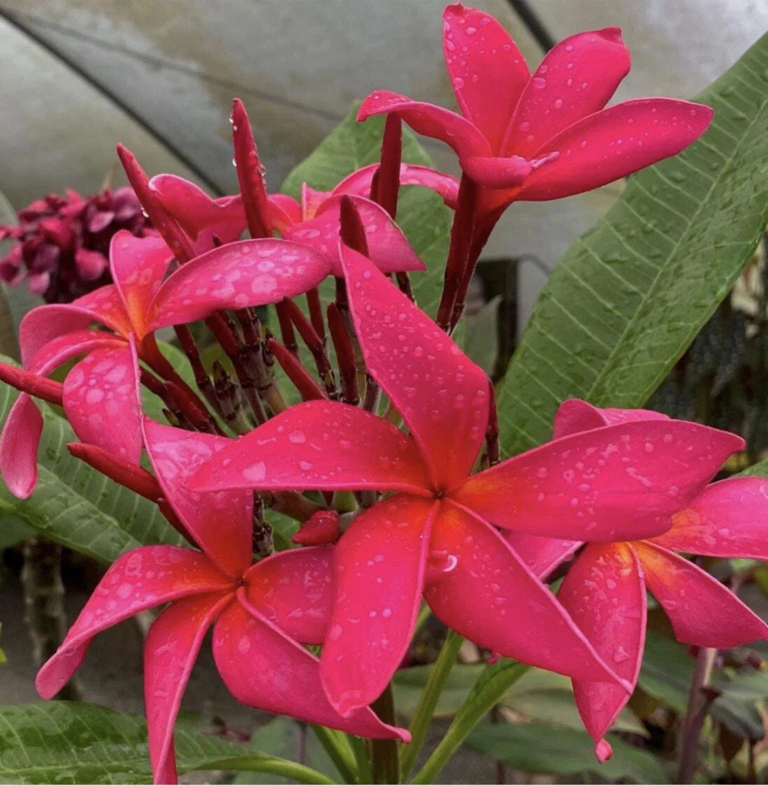 Rooted Plumeria Cutting - Fuchsia Queen - Plumeria rubra - 18" with 2 Tips - Tropical Plant for Home Decor