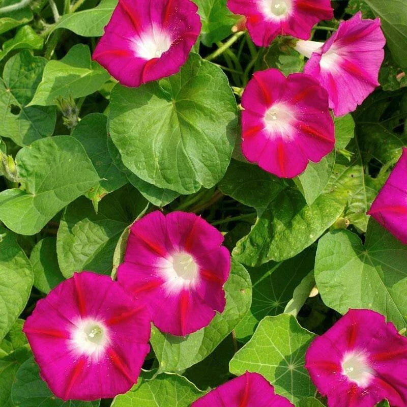 Scarlet O'Hara Morning Glory Seeds, Climbing Vine, Variety Sizes, Ipomoea purpurea, Garden Planting Supplies