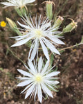 Mentzelia nuda Seeds, Bractless Blazingstar, Native Wildflower Seeds for Garden Planting
