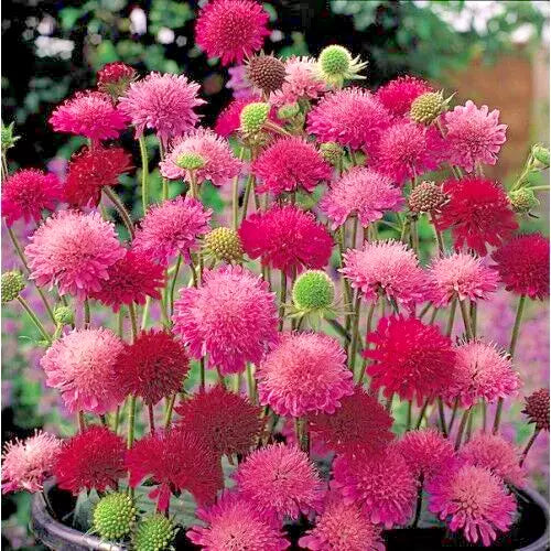 KNAUTIA Seeds, 100 Mixed Colors, Red, Pink, Lavender, Perennial, Easy to Grow