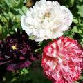 Poppy Seeds Antique Shades Mix - Non-GMO Peony Flower Frilly Blooms - 500 Seeds, Papaver somniferum