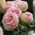 Eden Pink Climber Live Rose Cuttings 5-8" Long Unrooted Fresh 3 Stems Rosa 'Eden'