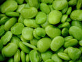 Lima Bean Seeds - Eastland Baby Lima Bean - Fresh Seeds - Non-GMO Gardening - Ideal for Home Planting