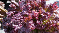 Lettuce Seeds - Flame Variety - Fresh Seed for Home Gardening (Lactuca sativa)