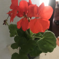 Geranium Plant 4 Inches Salmon Orange Rare Live Plant (Pelargonium) for Garden Planters