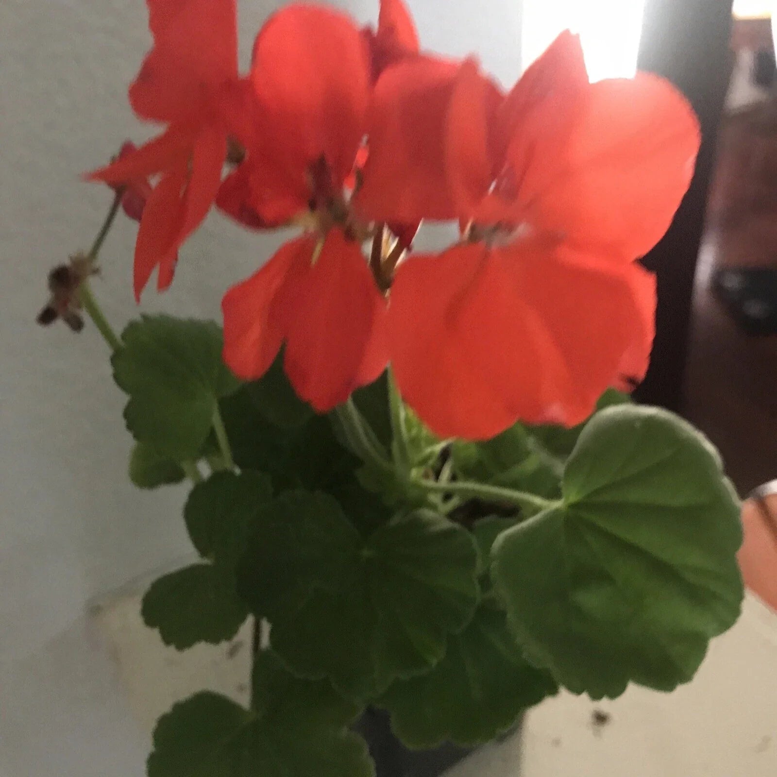 Geranium Plant 4 Inches Salmon Orange Rare Live Plant (Pelargonium) for Garden Planters