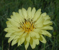 Organic False Dandelion Herb Seeds 50 Count, Cat's Ear (Hypochaeris radicata), Non-GMO, Heirloom, 03/2025