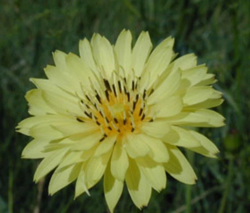 Organic False Dandelion Herb Seeds 50 Count, Cat's Ear (Hypochaeris radicata), Non-GMO, Heirloom, 03/2025