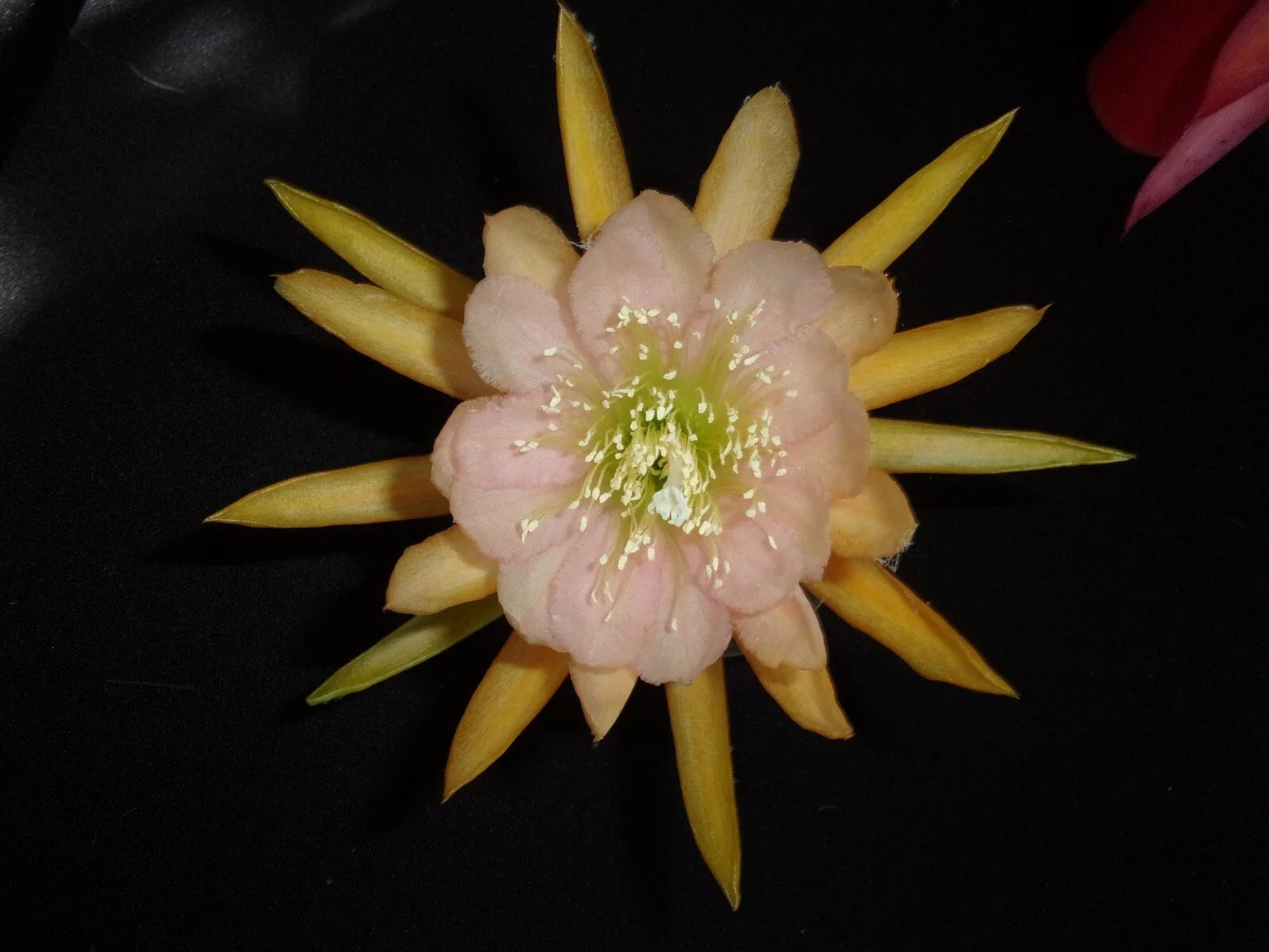 Epiphyllum Orchid Cactus Cutting - Autumn Pink Variety - Cactus Cutting for Propagation (Epiphyllum spp.)