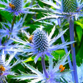 Sea Holly Seeds | Blue Thistle Seeds | Eryngium Planum | 2025 Fast Shipping