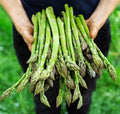 Asparagus Seeds 100+ Pack - Mary Washington Variety - Non-GMO Heirloom Organic - Fresh Seed for Home Gardening