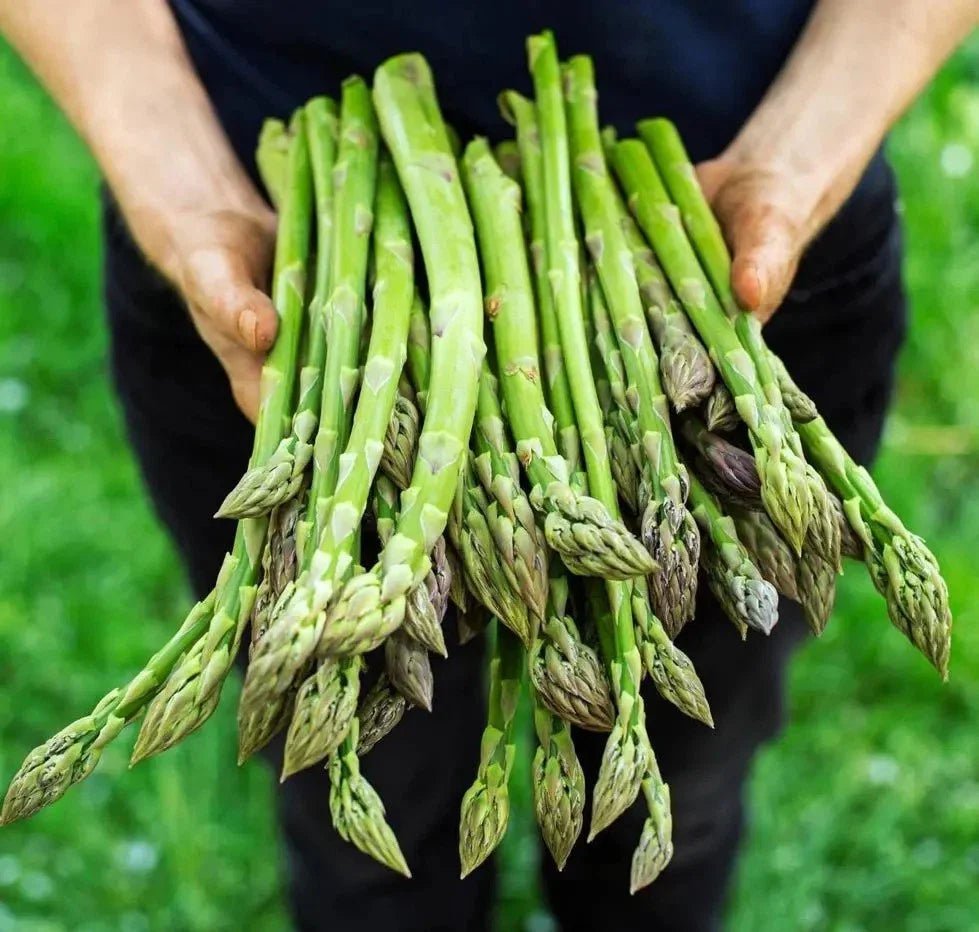 Asparagus Seeds 100+ Pack - Mary Washington Variety - Non-GMO Heirloom Organic - Fresh Seed for Home Gardening