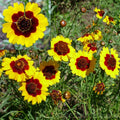 Coreopsis Seeds 300+ Dwarf Plains Yellow Annual Deer Resistant (Coreopsis tinctoria) - USA Seller, Free Shipping
