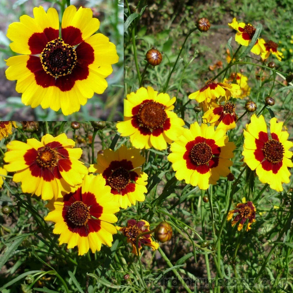 Coreopsis Seeds 300+ Dwarf Plains Yellow Annual Deer Resistant (Coreopsis tinctoria) - USA Seller, Free Shipping