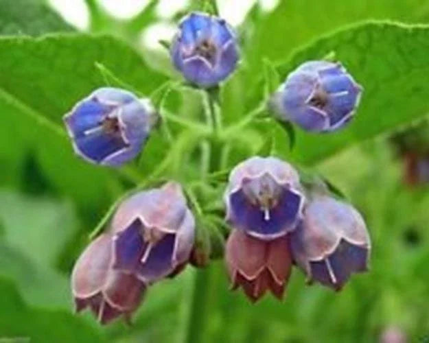 Comfrey Seeds - 10 Pack - Healing Herb - Symphytum Officinale