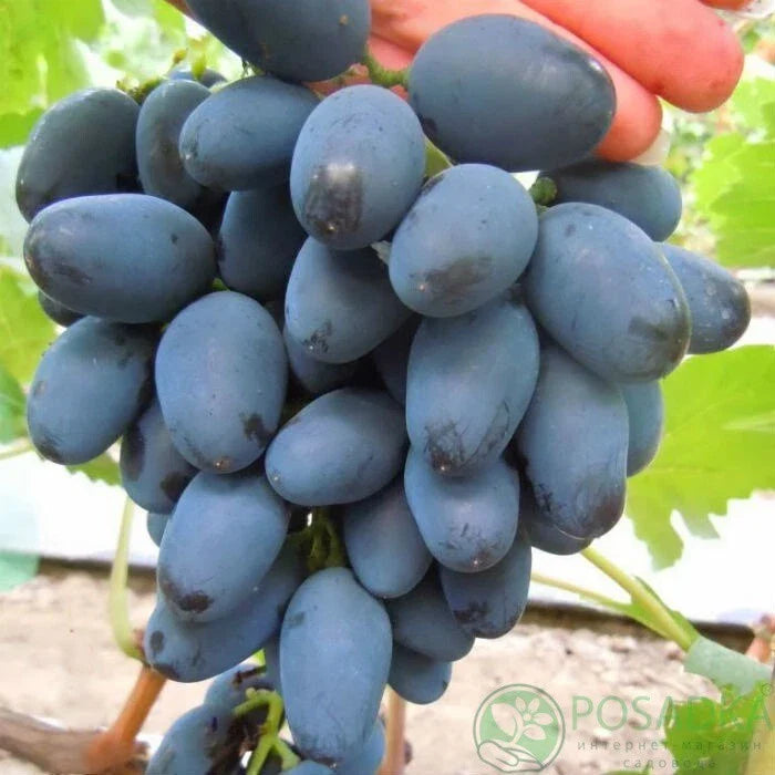 Rada Grape Cuttings - 2 Imported from Ukraine - Easy to Root - No Roots - Limited Supply