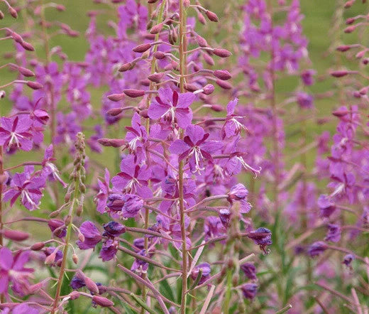 Fireweed Bulk Seeds - 1,000 Count - Epilobium angustifolium - Wildflower Seeds for Gardening and Landscaping