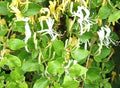 Mature Live Hall's Honeysuckle Plant 1ft - White Yellow Flowers - Lonicera japonica - Fast Growing Vine for Trellis or Ground Cover
