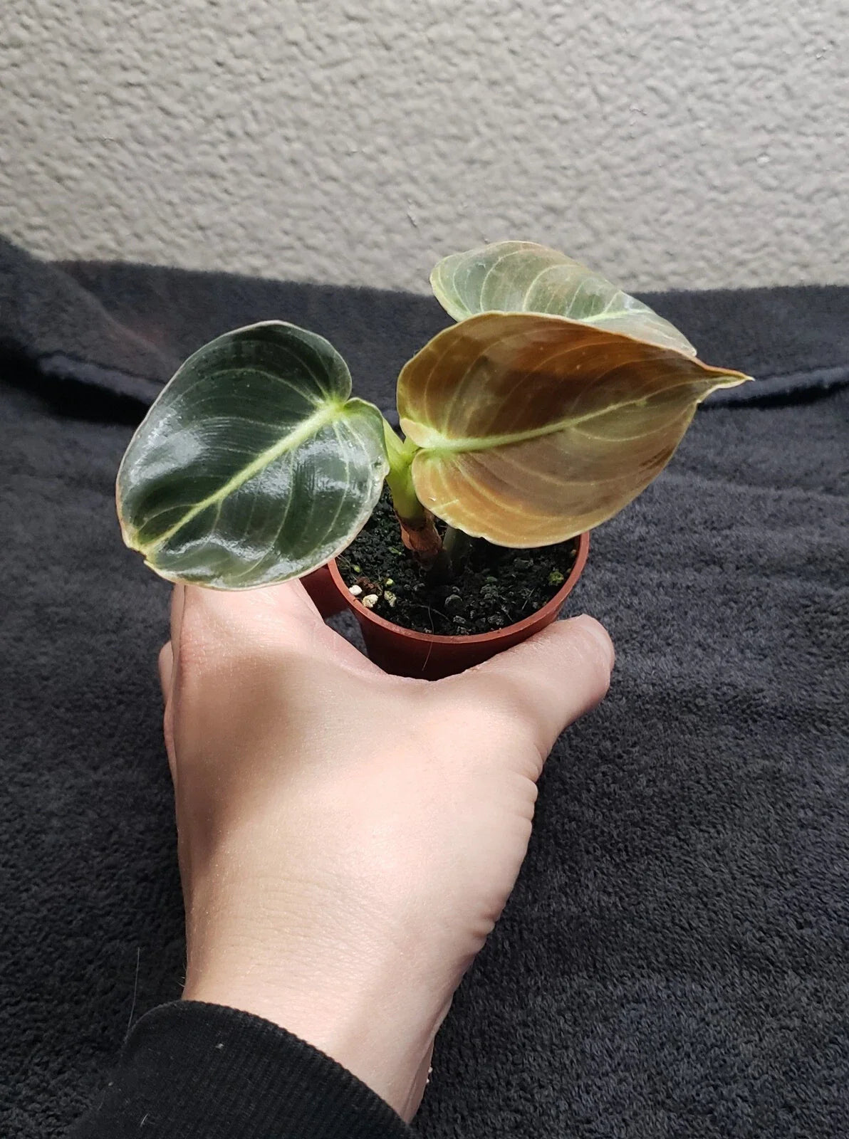 Philodendron Plant 2in Pot Melanochrysum Rooted Houseplant Philodendron melanochrysum