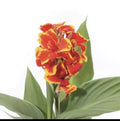 Yellow Red Canna Lily Plant 3 Inch Pot Canna Indica Flower Plug