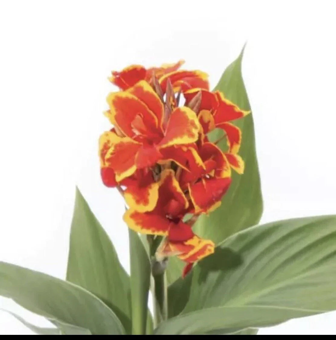 Yellow Red Canna Lily Plant 3 Inch Pot Canna Indica Flower Plug