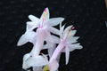 Christmas Cactus Starter Plant - Angel Kisses - Schlumbergera Truncata - Well Rooted Cactus for Home and Garden Decor