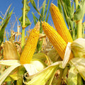 Reid's Yellow Dent Field Corn Seeds - 20+ Seeds - High Yielding Variety - Zea mays