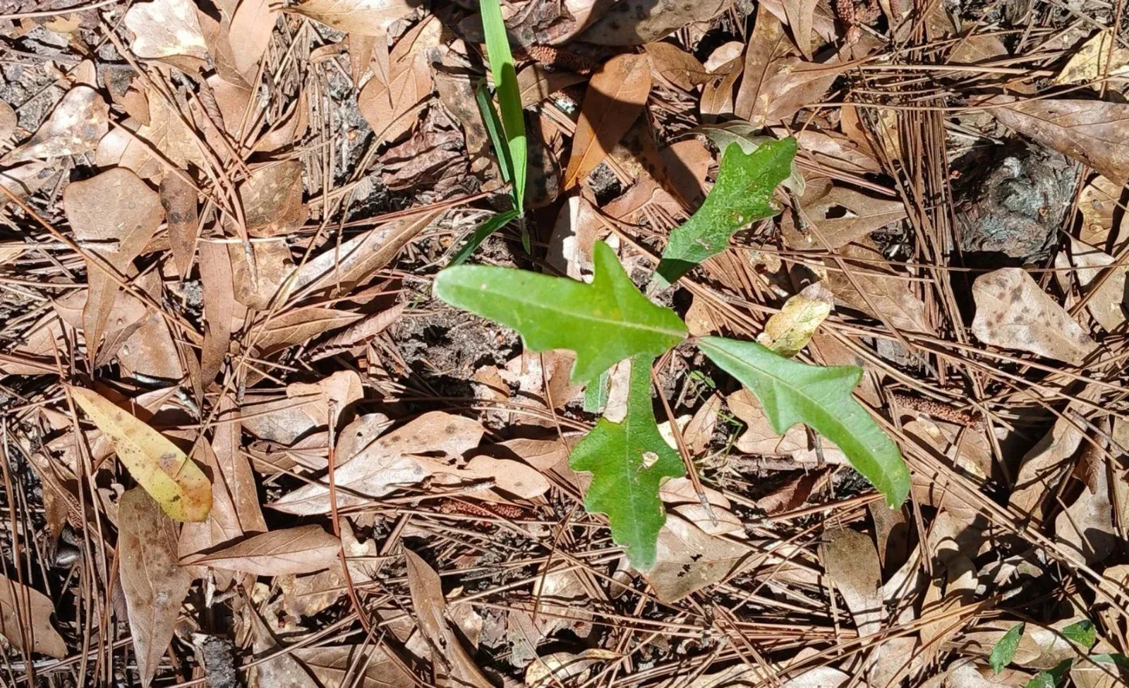 Water Oak Seedlings 10-Pack 6"-12" Tall Quercus nigra Native Southern Alabama Trees