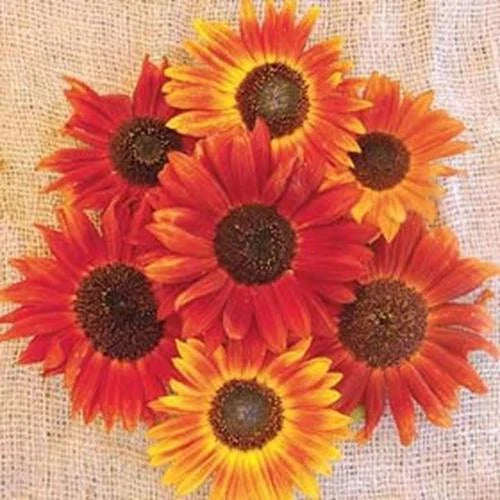 Sunflower Seeds for Planting | 50+ Count | Evening Sunset Blend | Orange Yellow Varieties | Helianthus annuus