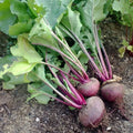 Detroit Dark Red Beet Seeds 200 Ct | Non-GMO Vegetable Garden Seeds | Beta vulgaris | USA