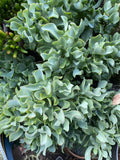 Ripple Jade Cuttings 3 Pack, Ruffle Jade, Crassula arborescens subsp. undulatifolia, Succulent Plant for Propagation