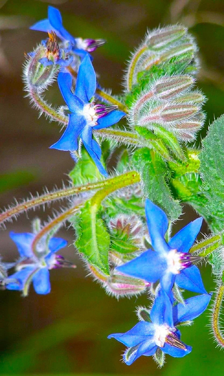 Borage Flower Seeds - 35 Seeds - Beautiful Blue Edible Flowers - Borago officinalis - Buy 4 Get Free Shipping