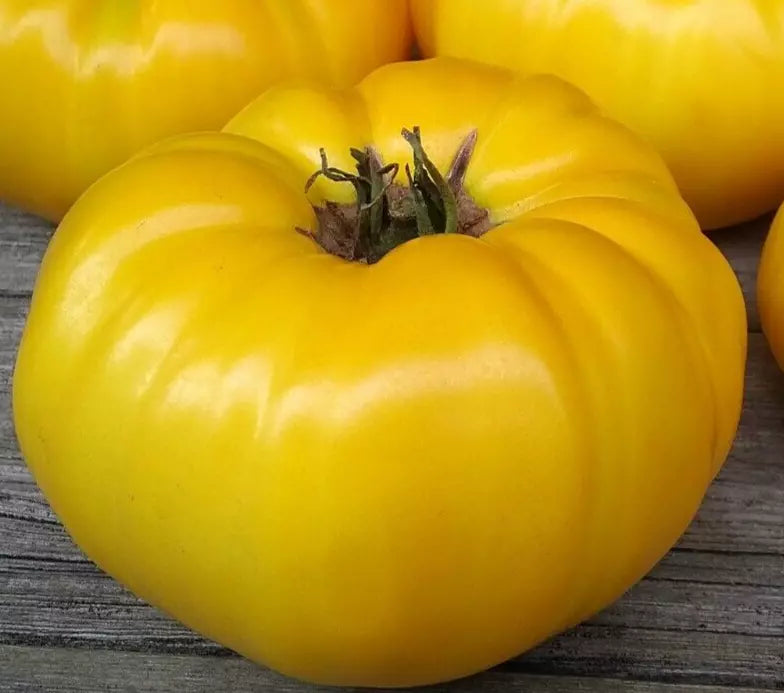 Yellow Brandywine Tomato Seeds 100+ Count, Indeterminate Beefsteak Variety, Heirloom Vegetable Seed