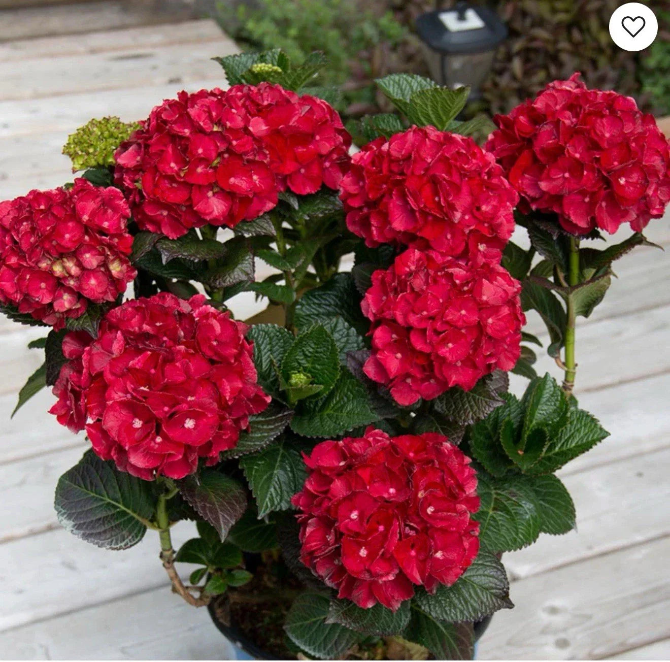 Heart Throb Hydrangea Starter Plant, Well Rooted, Blood Red Blooms, Hydrangea macrophylla