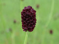 Salad Burnet Seeds - 90+ Non-GMO 'Little Angel' Culinary Herb - Sanguisorba minor