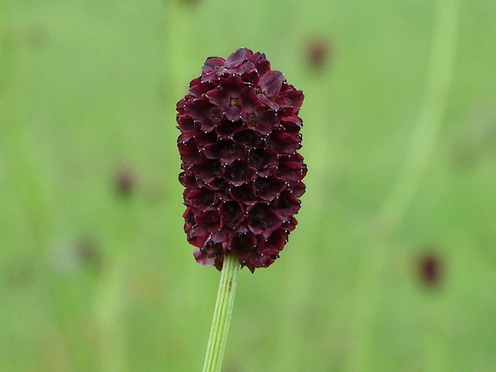 Salad Burnet Seeds - 90+ Non-GMO 'Little Angel' Culinary Herb - Sanguisorba minor