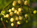 Chinaberry Tree Seeds - 20 Pack - Melia Azedarach - Planting Seeds for Garden