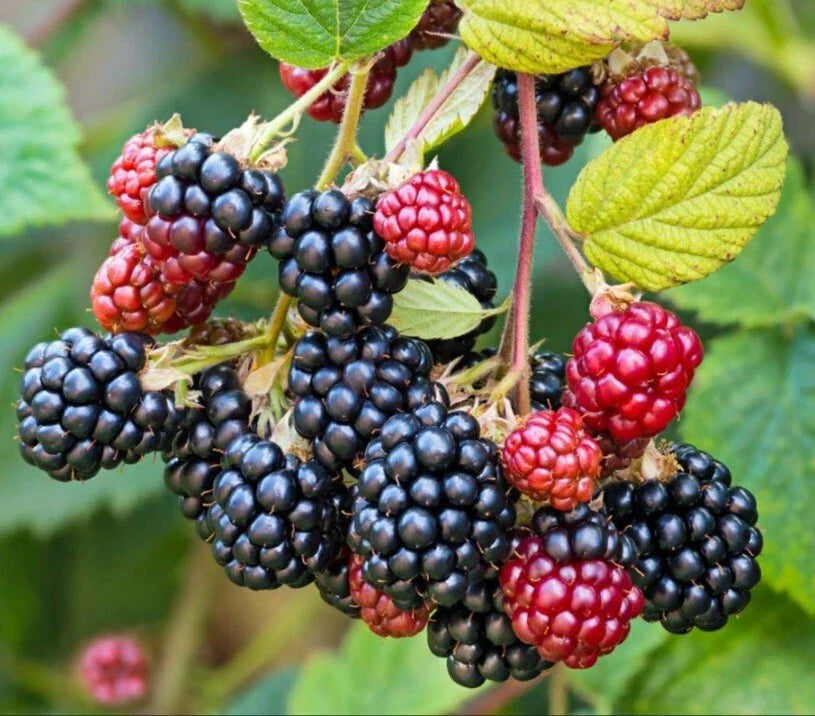 Wild Blackberry Cuttings - 15 Unrooted Edible Plants for Wildlife & Pollinators - Rubus fruticosus