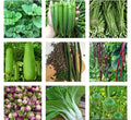 Non-GMO Heirloom Vegetable Seeds Bundle - 10 Varieties - US Seller - Organic Gardening Essentials
