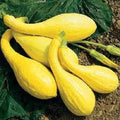 Premium Crookneck Yellow Squash Seeds - Organic Heirloom Variety - Cucurbita pepo