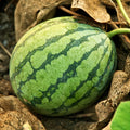 Crimson Sweet Watermelon Seeds | Medium-Large Juicy Red Fruit | Sugar Sweet | Citrullus lanatus 2025