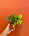 Hawaiian Pothos Starter Plant in 4" Pot | Live Devil's Ivy Vine | Well Rooted | Epipremnum aureum