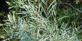 Coyote Willow Shrub Cuttings - Sandbar Willow - Easy to Grow - Salix exigua